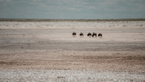 wildebeest in the african savanna