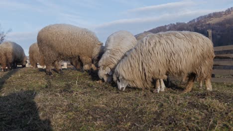 varias ovejas pastando en la hierba dentro del corral con montañas al fondo