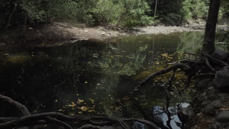 Daintree-Regenwald-Mit-Spiegelungen-Am-Emmagen-Creek-Schwimmloch-In-Cape-Tribulation,-Queensland,-Australien