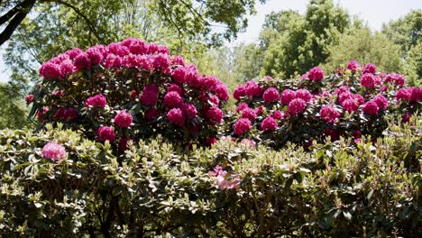 arbustos florecientes masivos de flores de rododendro en un día soleado, tiro estático
