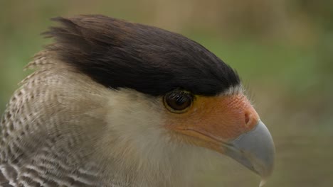 isolated close-up shot of a southern crested caracara