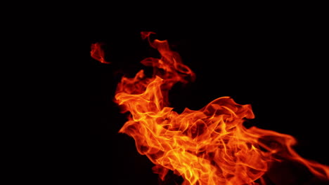 red dangerous fire leaning to the ground. campfire burning isolated at black backdrop. close up.