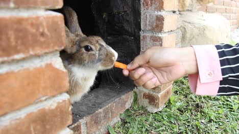 the-hands-of-a-young-woman-feeding-carrots-to-the-white-chocolate-rabbit