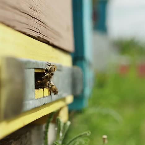 bienen fliegen aus dem bienenstock. bienen fliehen im sommer, an einem sonnigen tag, zum nektar.