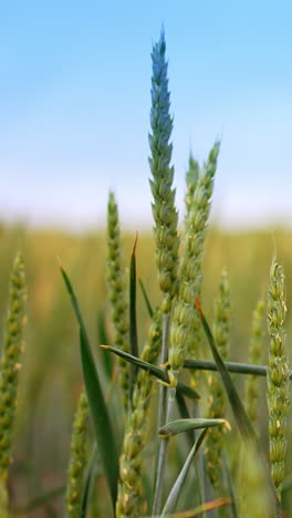 spikelets of green wheat swaying in the wind. ripening ears of wheat in the field at sunset. close up. blurred backdrop. vertical video
