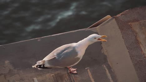 Seagull-on-dock-making-high-pitched-loud-call-with-its-beak-wide-open,-slow-mo