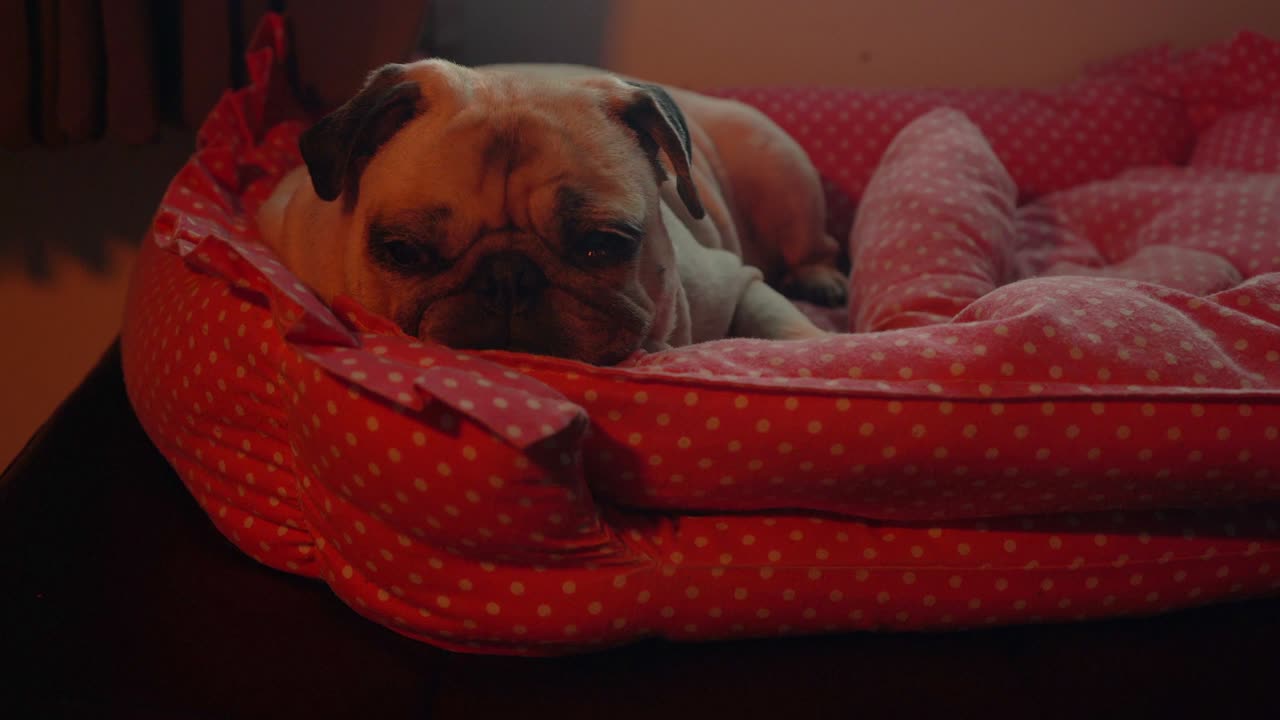 새해 축제에 피곤한 귀여운 개, 불꽃놀이와 함께 축제 축하하는 동안 소파 소파에서 휴식을 취하고, 지루한 개와 함께 행복한 새해 개념.