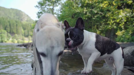 französische bulldogge und whippet spielen im wasser, kurz 8 sekunden, 1080p, 4-fache zeitlupe