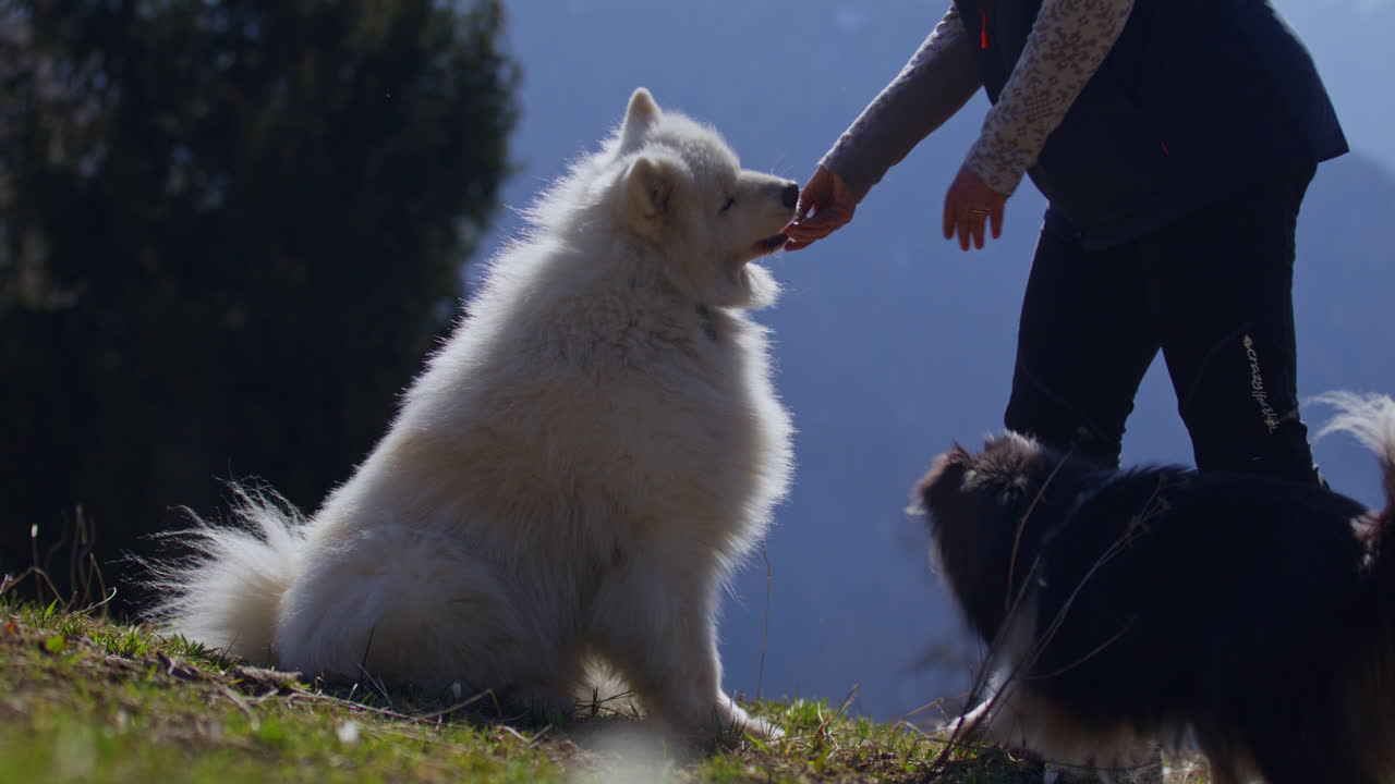 Samoyed and Shetland Sheepdog playing joyfully on a mountain field, surrounded by stunning alpine views and clear skies
