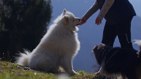 samoyed and shetland sheepdog playing joyfully on a mountain field, surrounded by stunning alpine views and clear skies