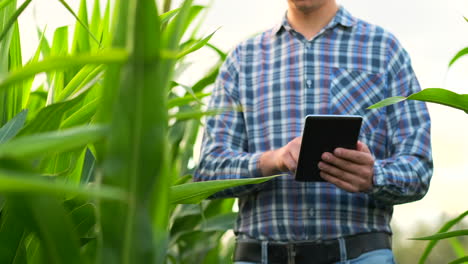 Plan-Intermedio:-Un-Agricultor-Con-Una-Tableta-Se-Acerca-A-La-Cámara-Mirando-Las-Plantas-En-Un-Campo-De-Maíz-Y-Presiona-Sus-Dedos-En-La-Pantalla-De-La-Computadora.-Concepto-De-Agricultura-Moderna-Sin-El-Uso-De-Transgénicos.