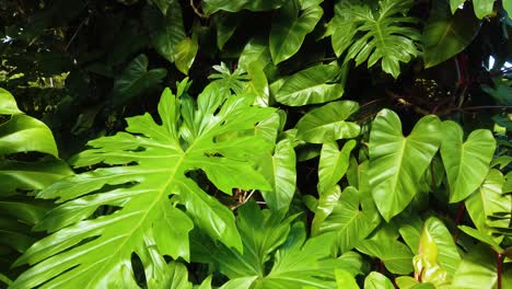 4K-Hawaii-Kauai-gimbal-trucking-in-over-a-huge-green-leaf-among-other-large-leaves