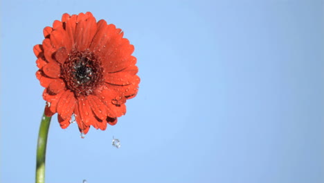 rain falling in super slow motion on a red gerbera