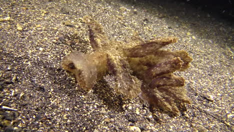 green melibe foraging during night on sandy bottom, moves towards camera, throws forward large round oral veil to capture prey, medium shot showing all body parts