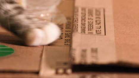 An-adorable-attempt-of-a-pet-cat-trying-to-open-a-closed-cardboard-paper-box---Close-up