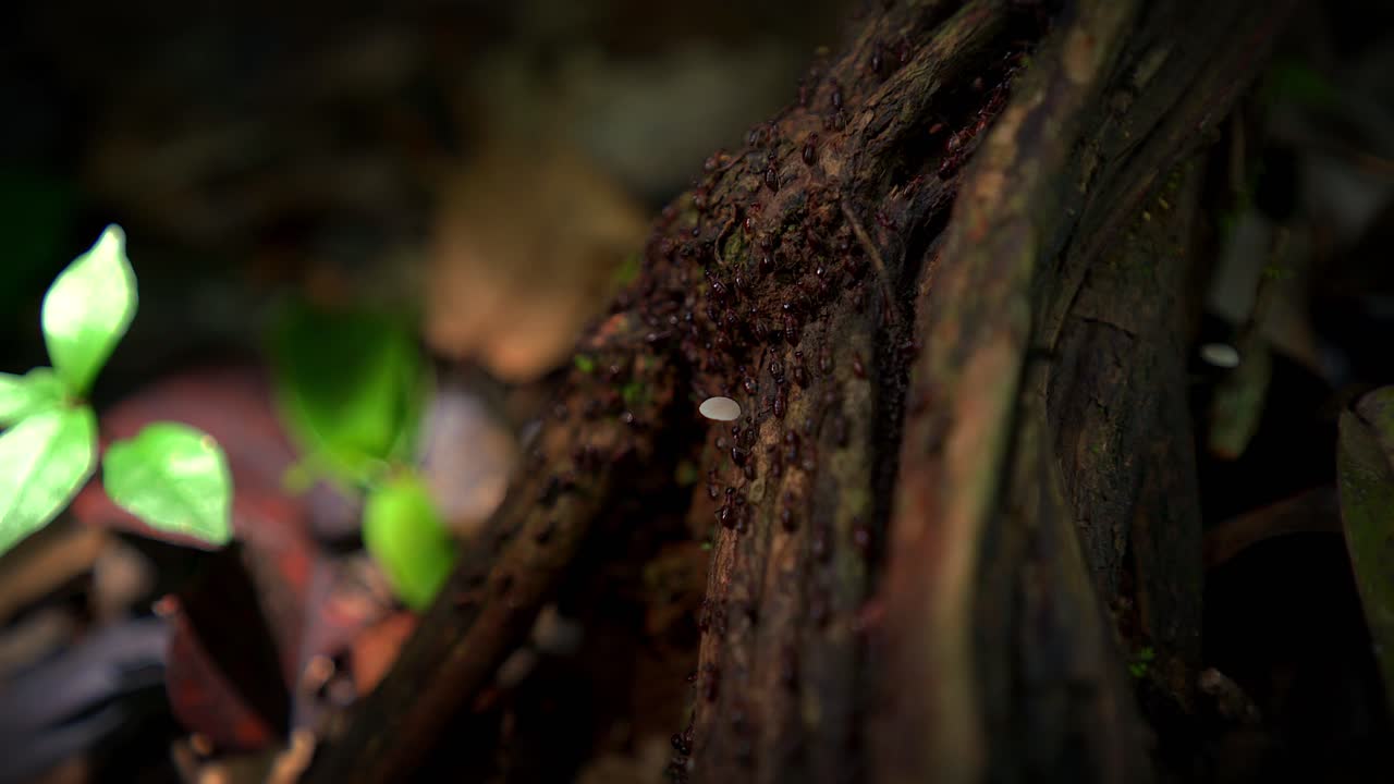 Worker termites crawl across damp wood in a shaded forest area forming an active line along the surface, static medium closeup