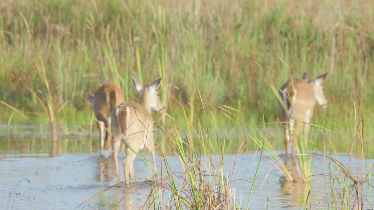 슬로우 모션으로 걸어가는 흰 꼬리 사슴 가족