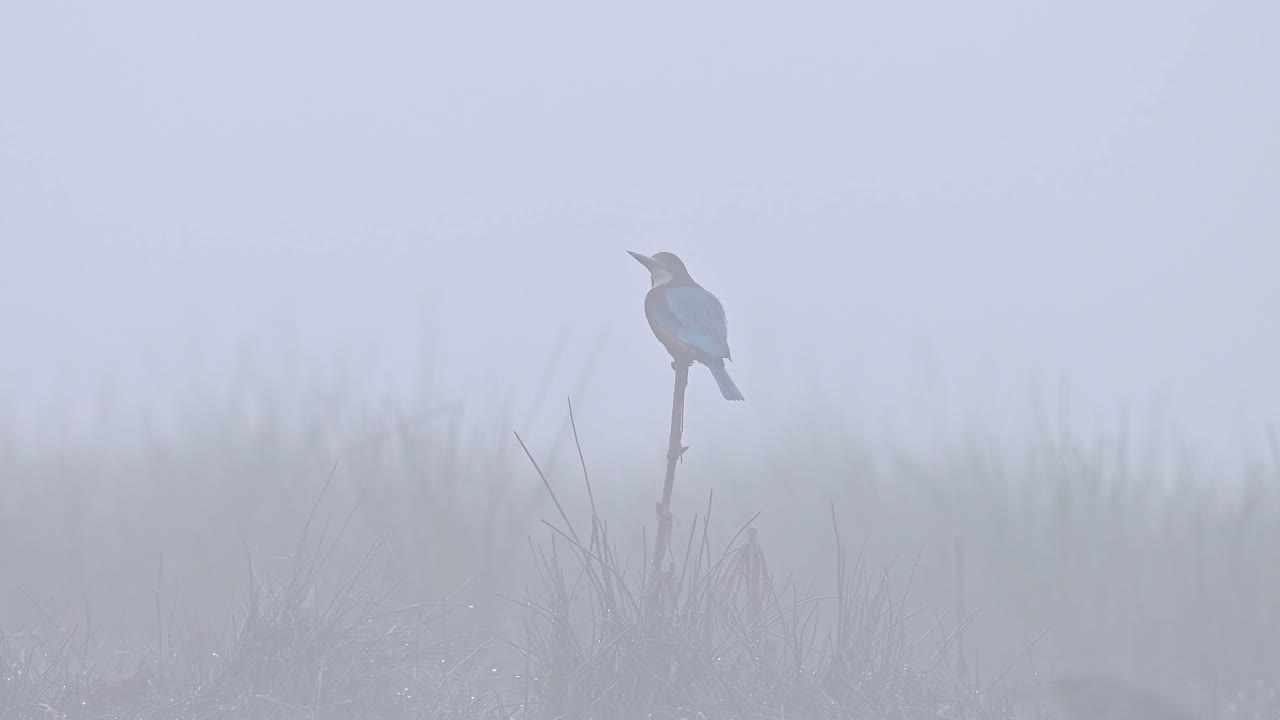 안개 낀 아침에 농어에 흰 가슴 물총새