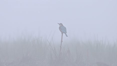 Martín-Pescador-De-Pecho-Blanco-En-La-Perca-En-La-Mañana-Brumosa