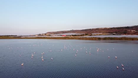 zoom in of pink flamingos lying on the water in vendicari natural reserve, sicily, italy