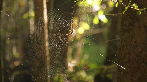 Mirando-Una-Araña-Bananera-En-Una-Red-Iluminada-Por-El-Sol-De-La-Tarde