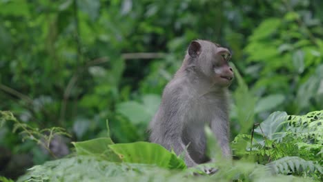 An-Indonesian-macaque-in-its-natural-habitat,-showcasing-the-beauty-and-behavior-of-this-fascinating-primate