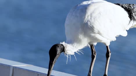 ibis bird standing near water, preening feathers