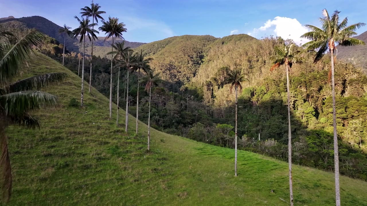 Movimento de drone frontal sobre palmeiras de cera no Vale do Cocora, Salento, Colômbia. Montanhas verdes, paisagem ensolarada.