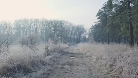 frozen forest path in winter