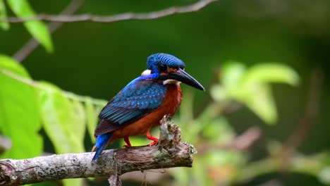 El-Martín-Pescador-De-Orejas-Azules-Es-Un-Pequeño-Martín-Pescador-Que-Se-Encuentra-En-Tailandia-Y-Es-Buscado-Por-Los-Fotógrafos-De-Aves-Debido-A-Sus-Hermosas-Orejas-Azules,-Ya-Que-También-Es-Un-Pájaro-Lindo-Para-Observar