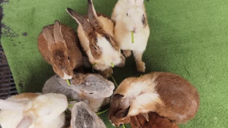 group of rabbits eating grass