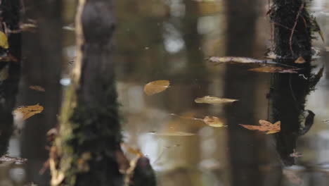 Beautiful-cypress-swamp,-camera-pan