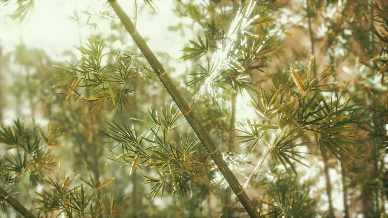 bosque de bambú asiático con la luz del sol de la mañana