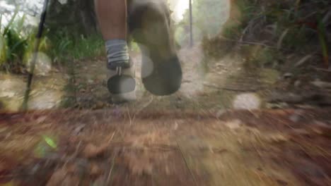 hiking on a forest trail