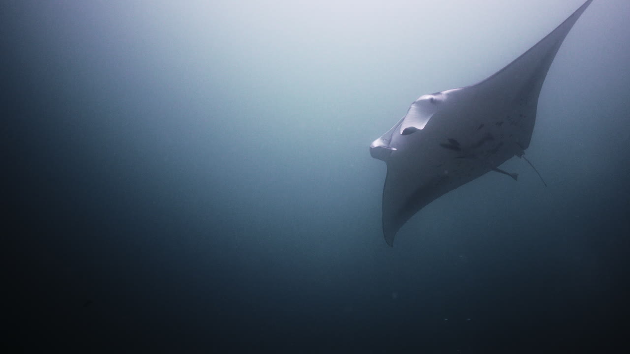 manta raya en una estación de limpieza de arrecifes de coral