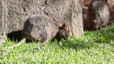 two quokkas interacting and exploring grassy area