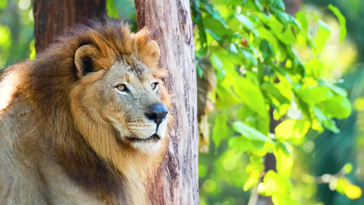 león mirando en medio de la vegetación exuberante en el zoológico