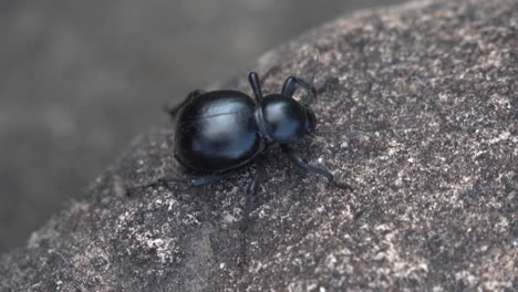 African-dung-beetle-journeys-through-the-bush