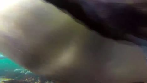 pingüinos rey nadando bajo el agua en las aguas poco profundas de un bosque de algas