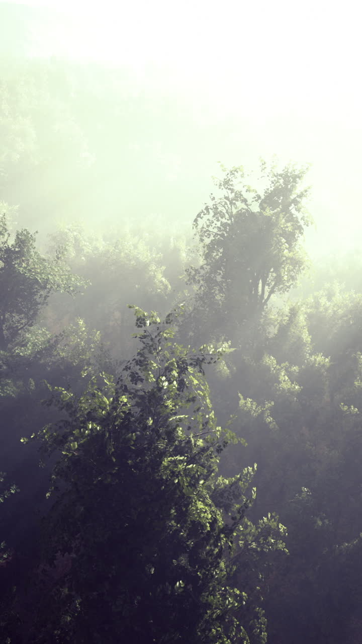 Light filters through a dense mist