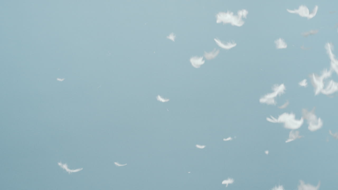 plumas blancas cayendo en cámara lenta sobre un fondo azul