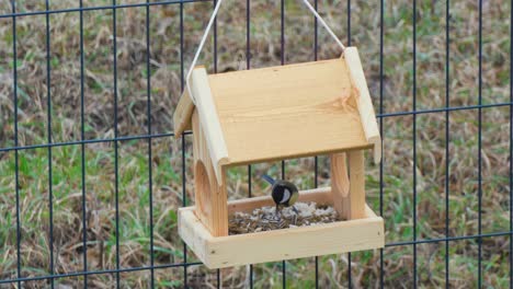 close up hot of colorful titmouses coming and going on a wooden birdfeeder hanging on metal fence