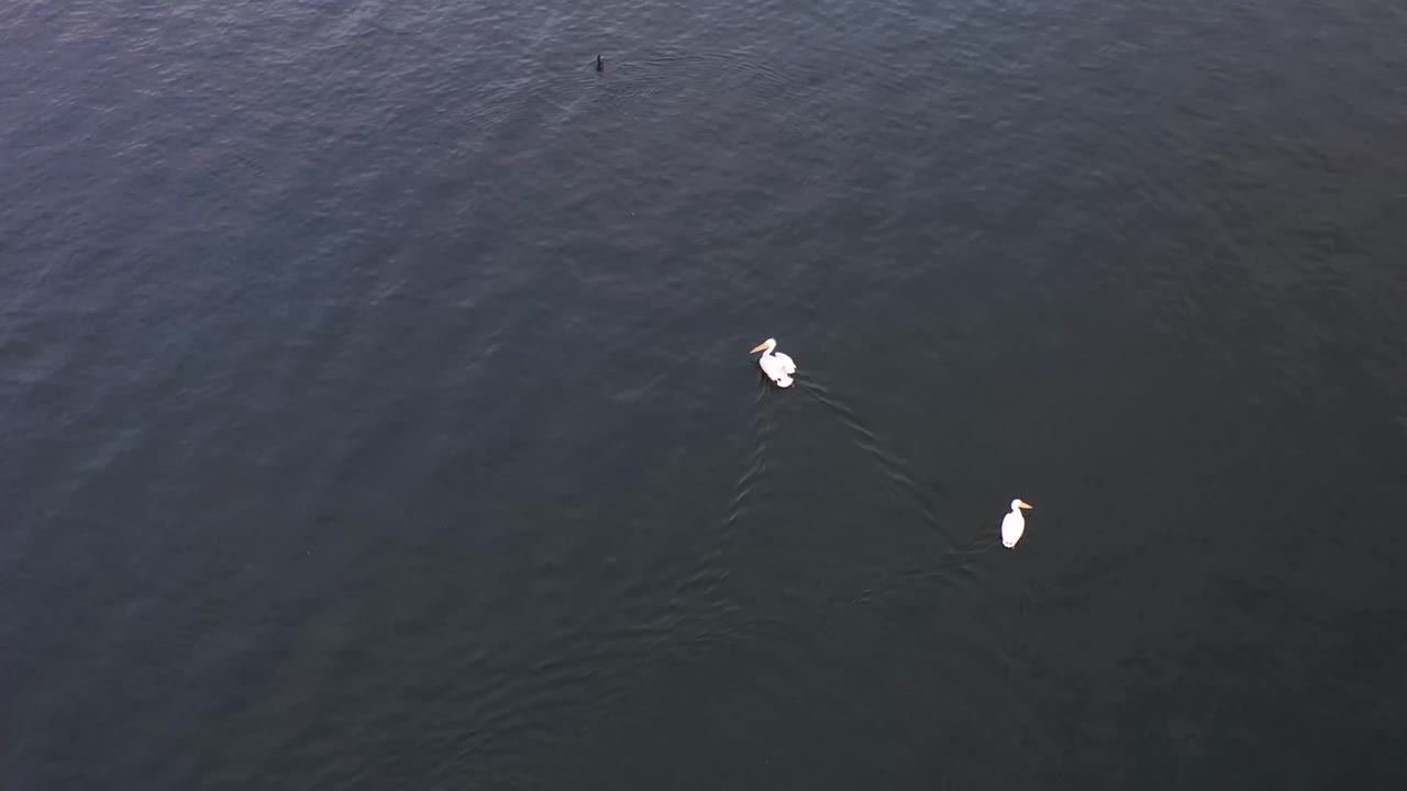 pájaros pelícanos nadando hacia la presa en el lago perris california