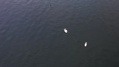 pájaros pelícanos nadando hacia la presa en el lago perris california