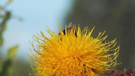 A-macro-closeup-shot-of-a-bumble-bee-on-a-yellow-flower-searching-for-food-and-flying-away