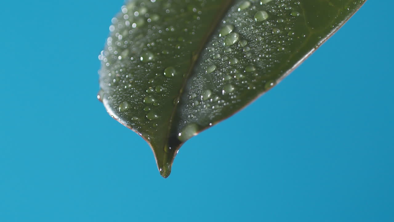 Vanddråber drypper fra det grønne blad ned på den blå baggrund
