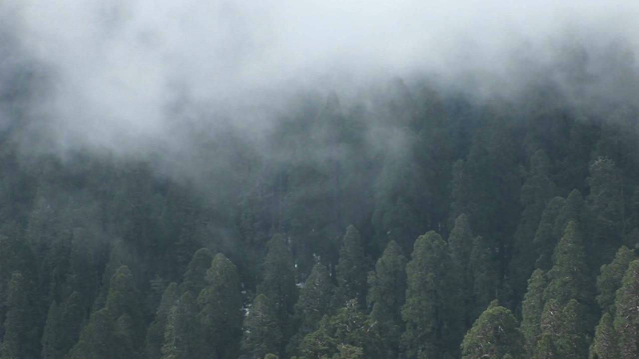 천천히 움직이는 안개로 부드럽게 가려진 소나무 숲의 새눈