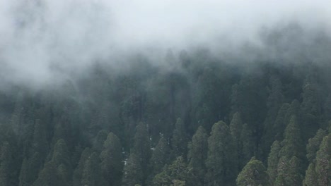 Birdseye-Of-A-Forest-Of-Pine-Trees-Gently-Shrouded-By-A-Slowly-Moving-Fog