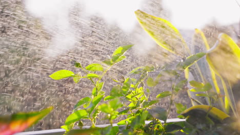 experience the beauty of a close-up shot capturing water droplets spraying on a rose branch, illuminated by the warm sunlight