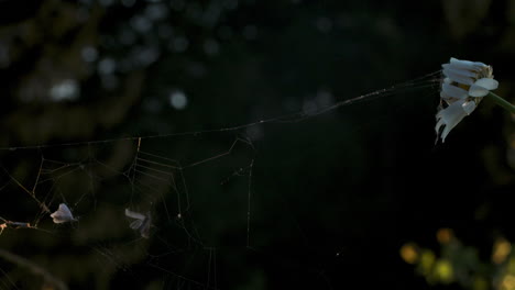 spiderweb and wilted daisy